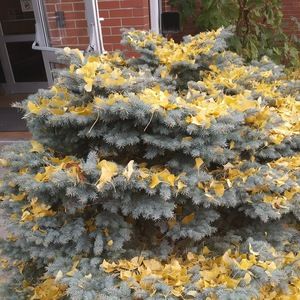 Meet your Posher, Silver